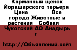 Карманный щенок Йоркширского терьера › Цена ­ 30 000 - Все города Животные и растения » Собаки   . Чукотский АО,Анадырь г.